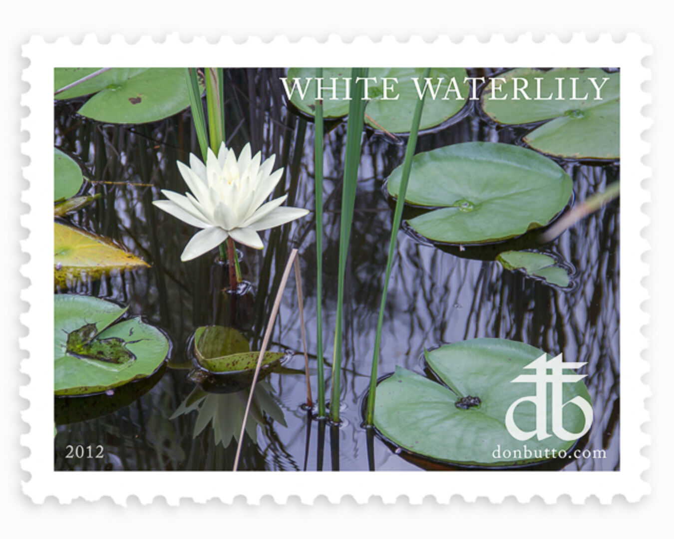 White Waterlily