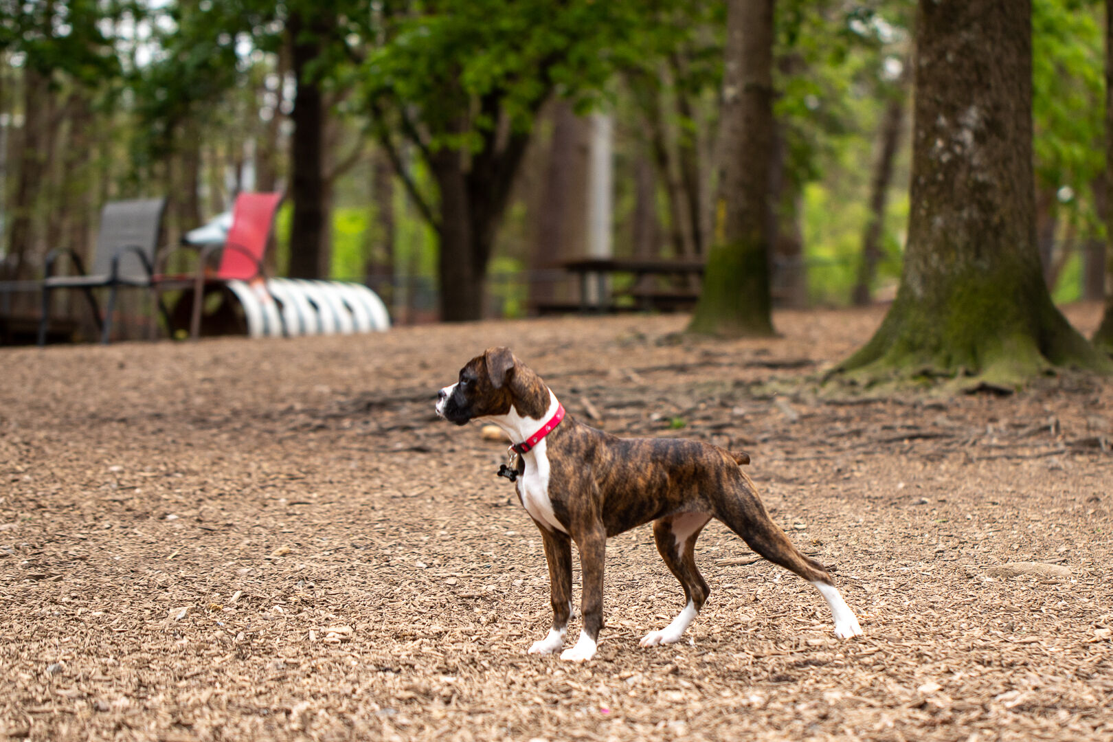 Millbrook Exchange Dog Park