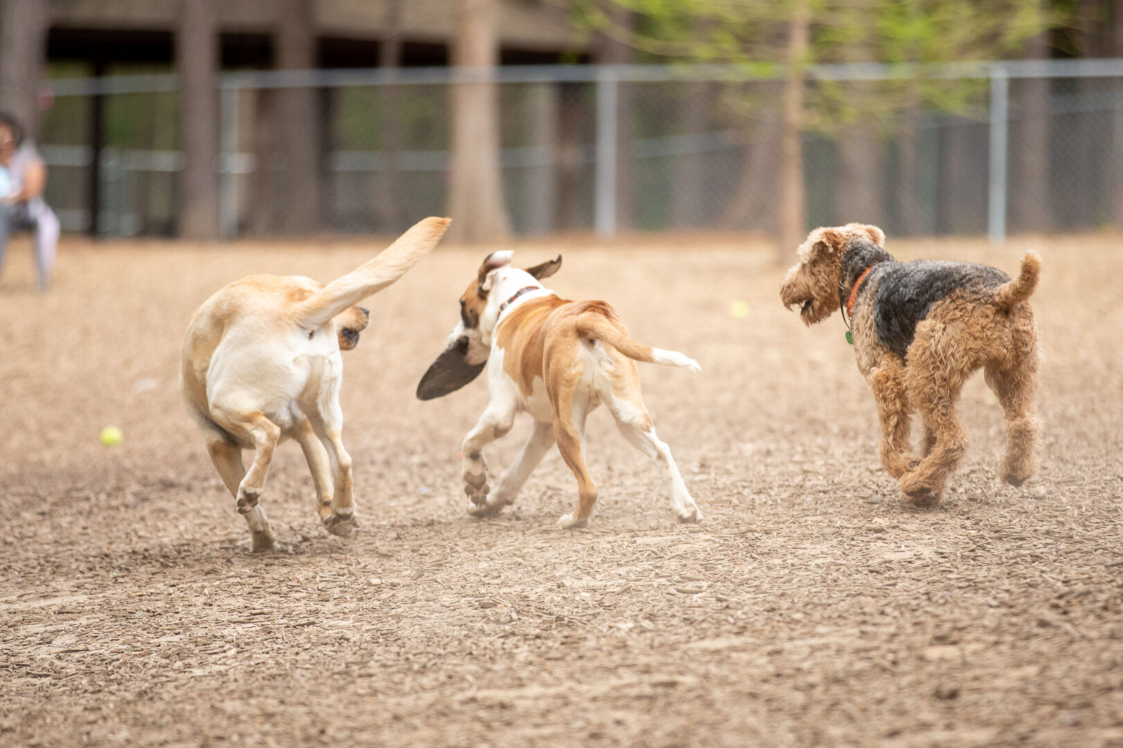 Millbrook Exchange Dog Park