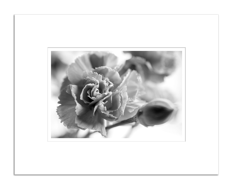 Winter Floral B/W