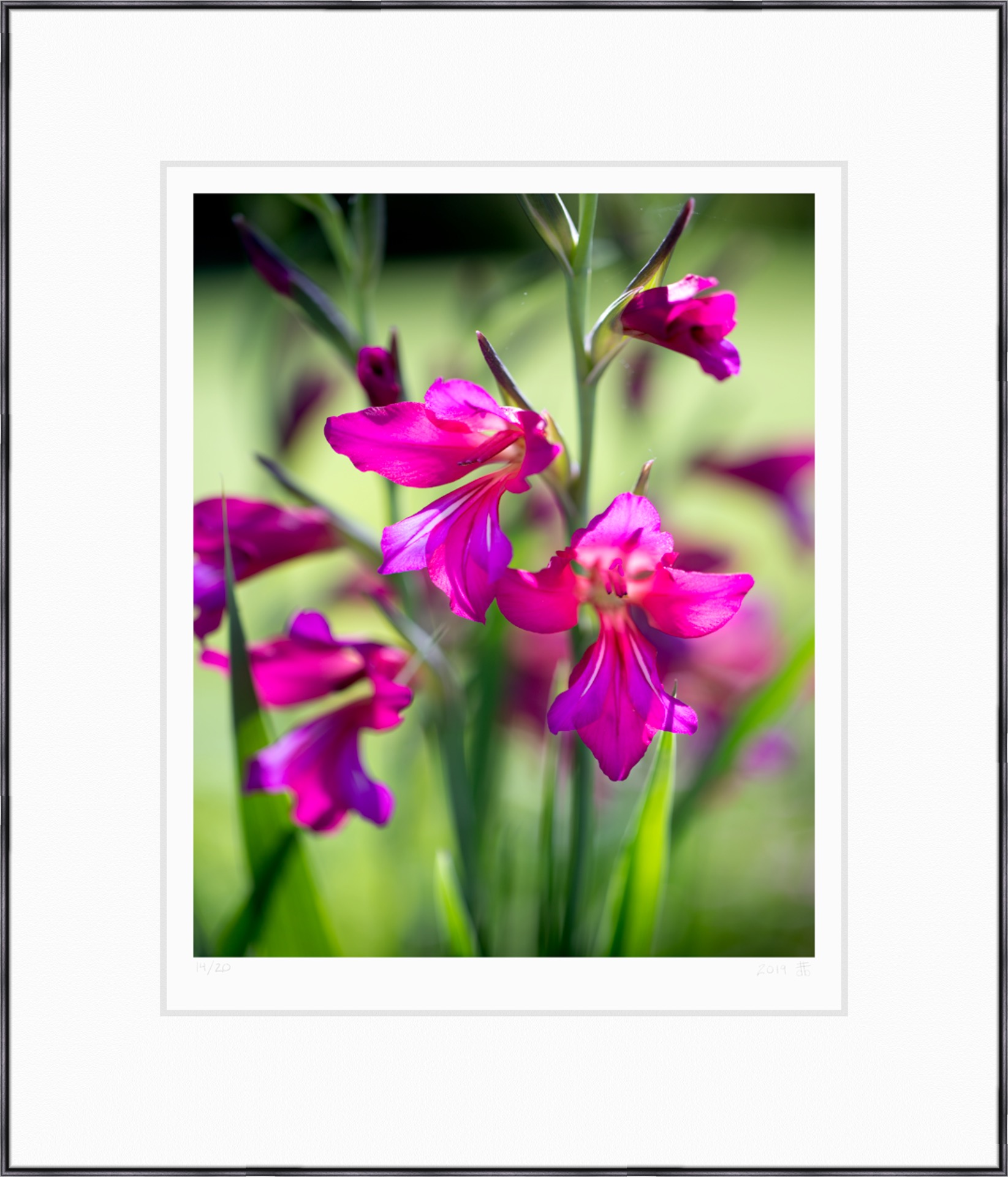 framed fine art print