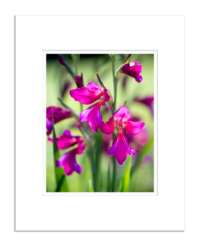 matted fine art print